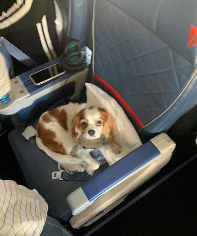 собака в самолете