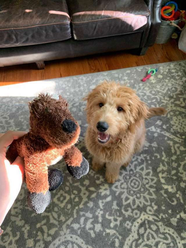 пес с игрушкой