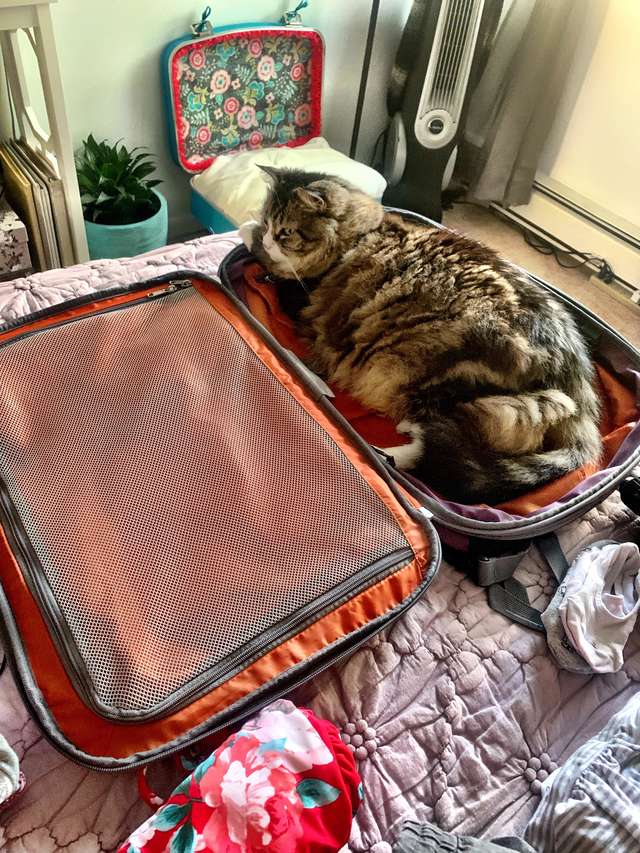 Кошки с чемоданом