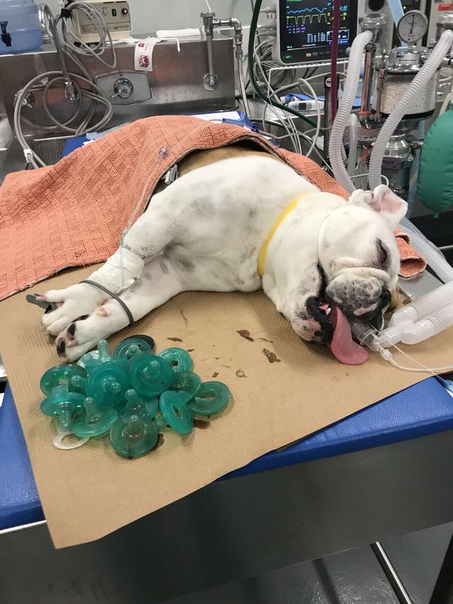 пес в больнице