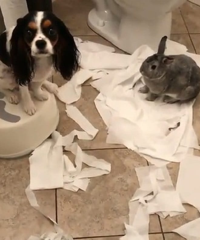 Туалетная бумага и животные