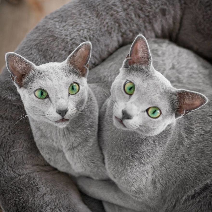две серые кошки
