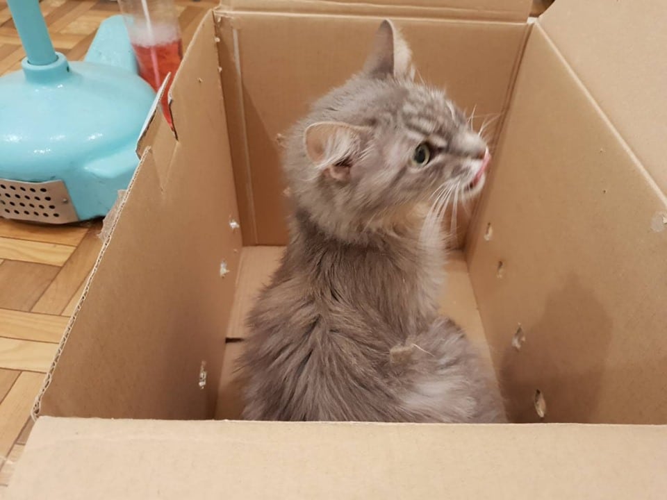 кошка в коробке