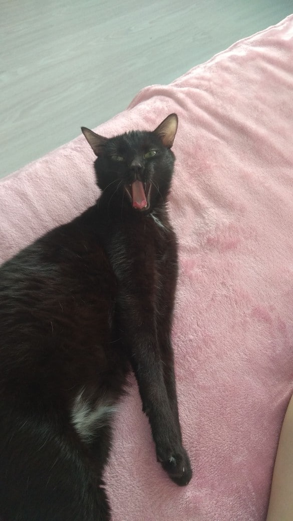 кот зевает
