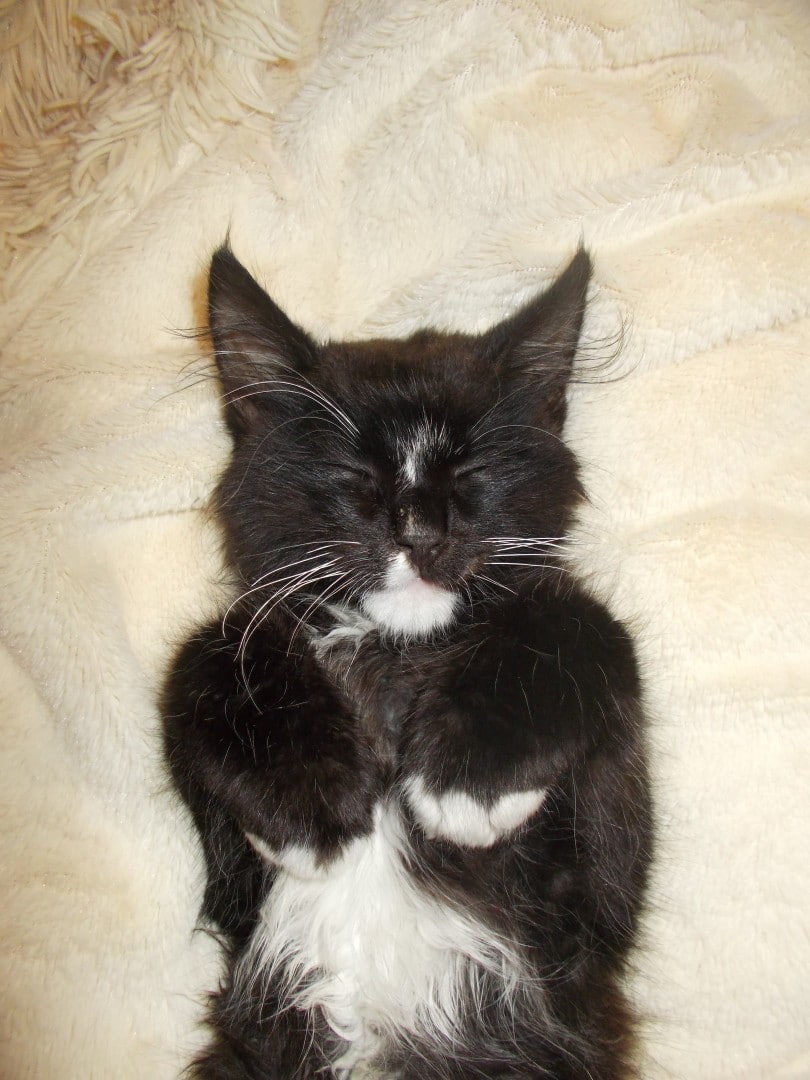 черно-белый котенок