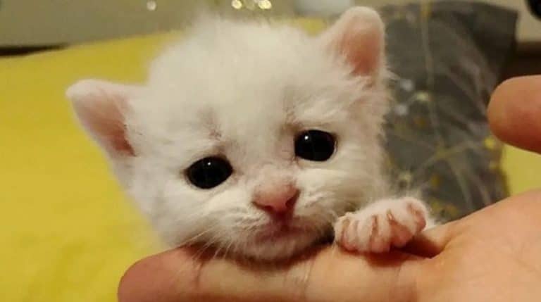 Tiny white kitten