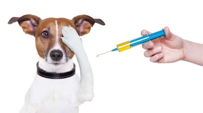 вакцинация собак
