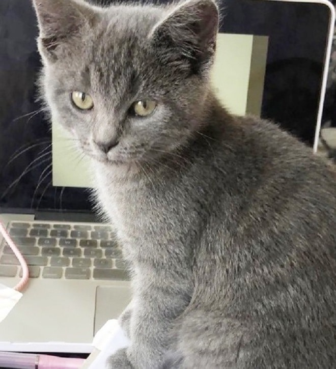 Котенок возле ноутбука