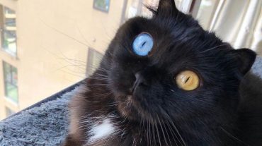 cat with odd eyes