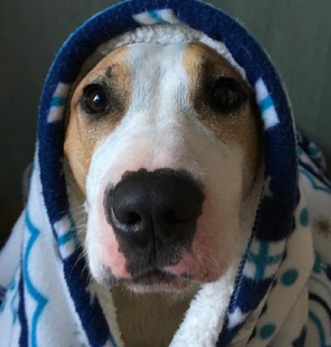 Собака в полотенце