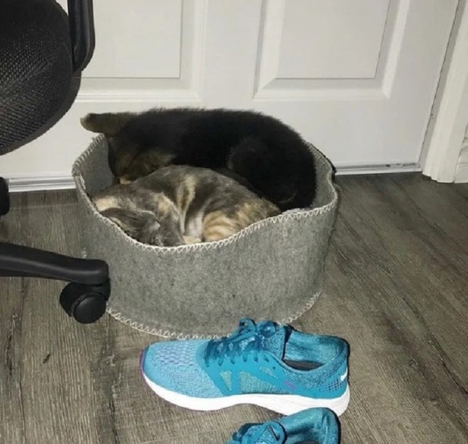 Спящие щенок и кошка