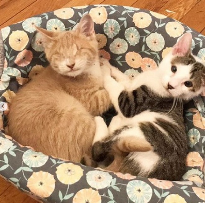 Коты в кроватке