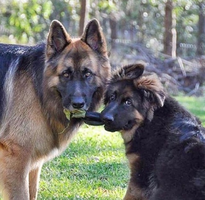 Пес и щенок