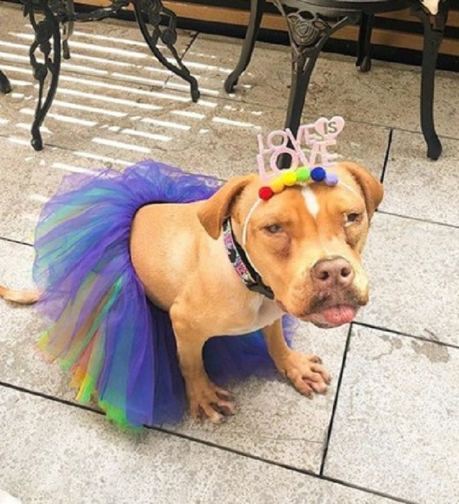 Собака в платье