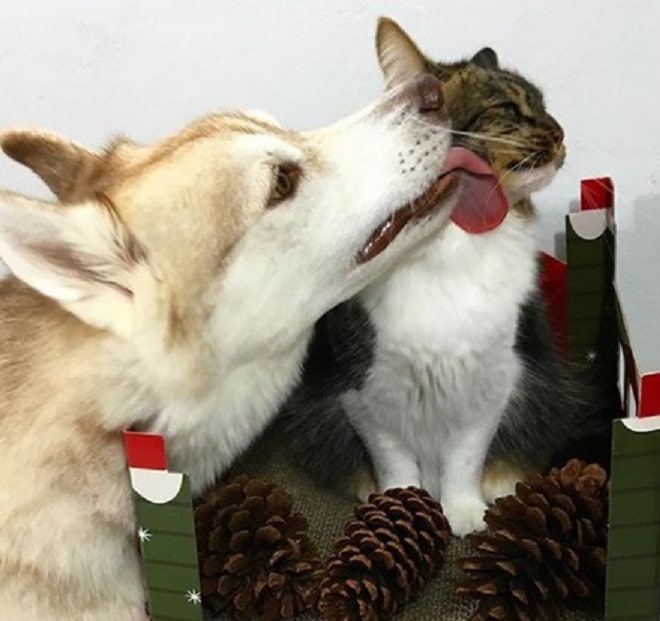 Собака целует кошку
