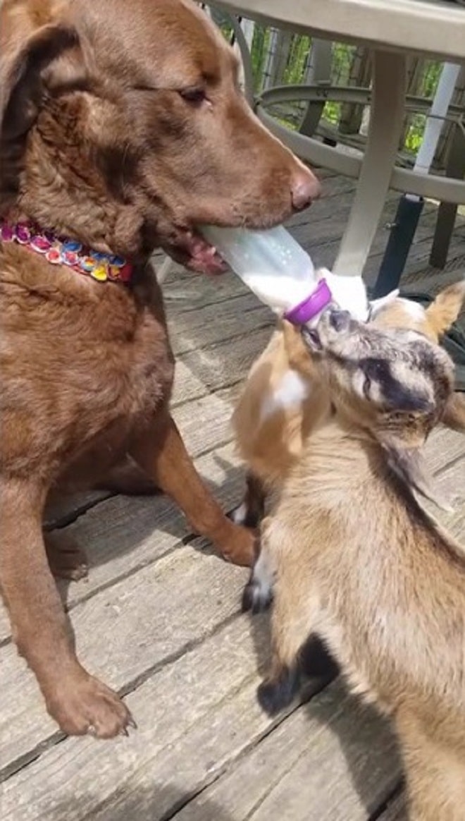 Собака дает козленку молоко