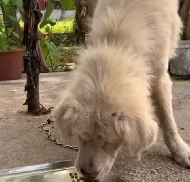 Собака ест