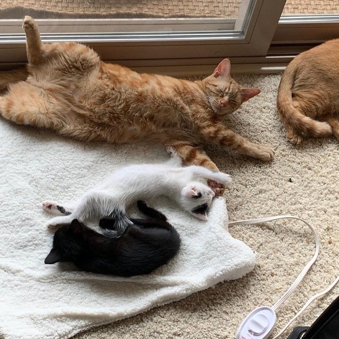 Котики лежат на полу