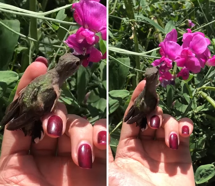 колибри на руках
