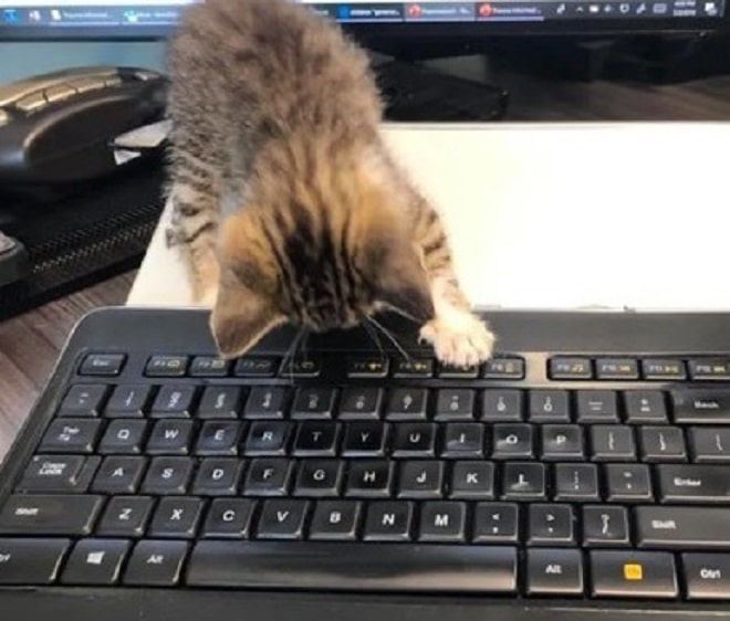 Котенок и клавиатура