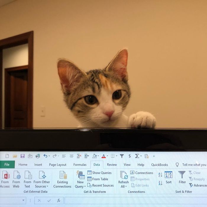 кот у ноутбука