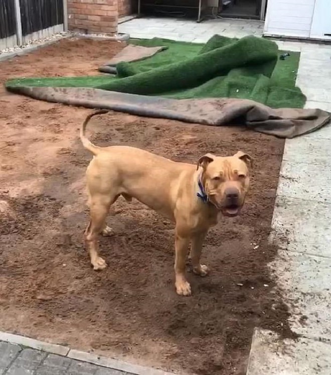Пес в земле