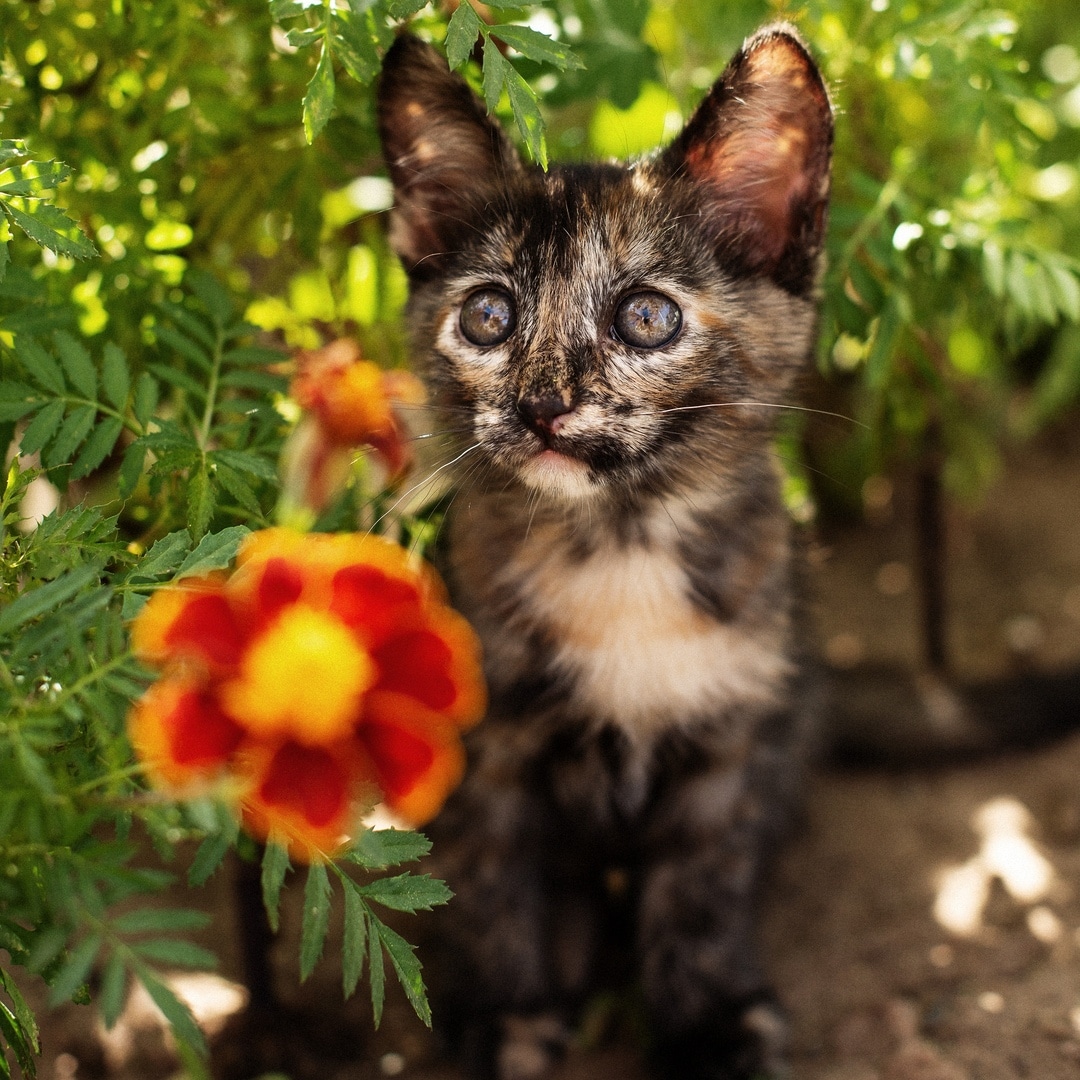 котенок и цветок