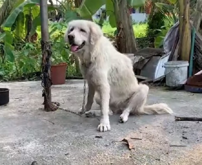 Пес сидит