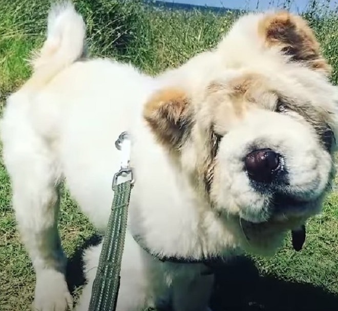 Собака без глаз