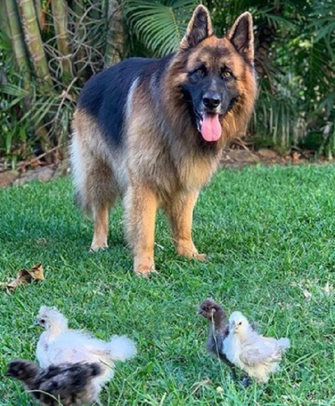 Пес гуляет с цыплятами