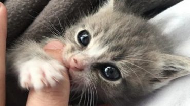 sweet little kitten