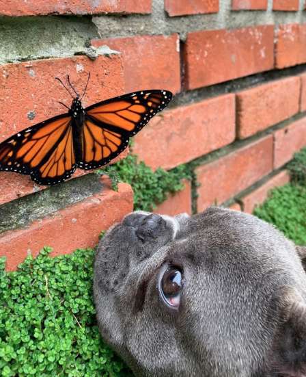 бабочка с собакой