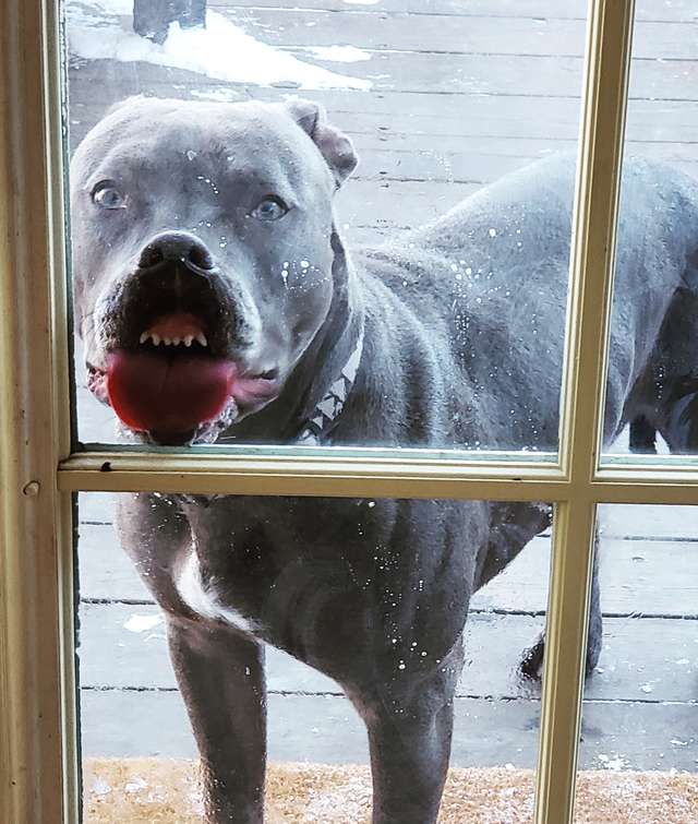 собака лижет окно
