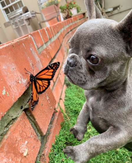собака с бабочкой 