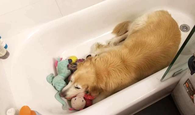 пес в ванной