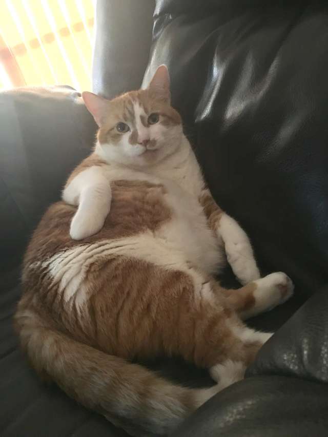 толстый кот
