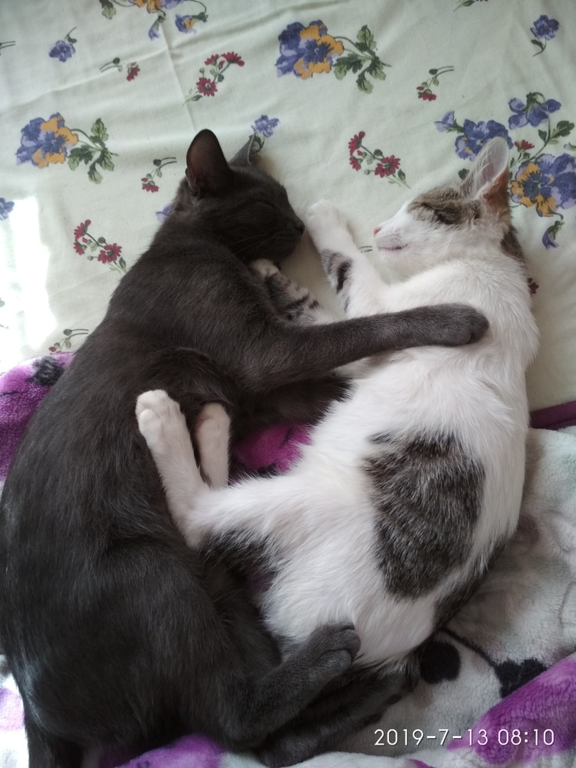 двое котов на кровати