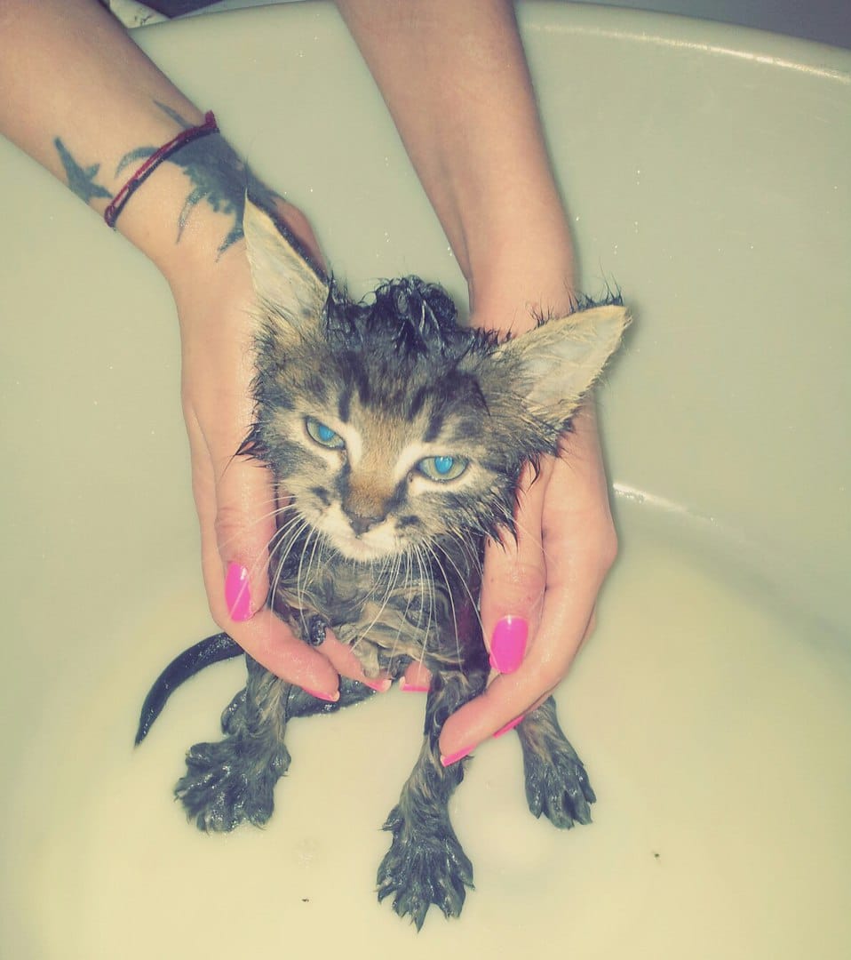 котенок в ванной