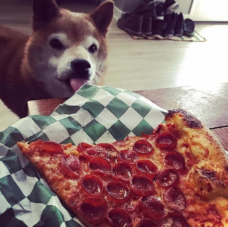 пес и пицца