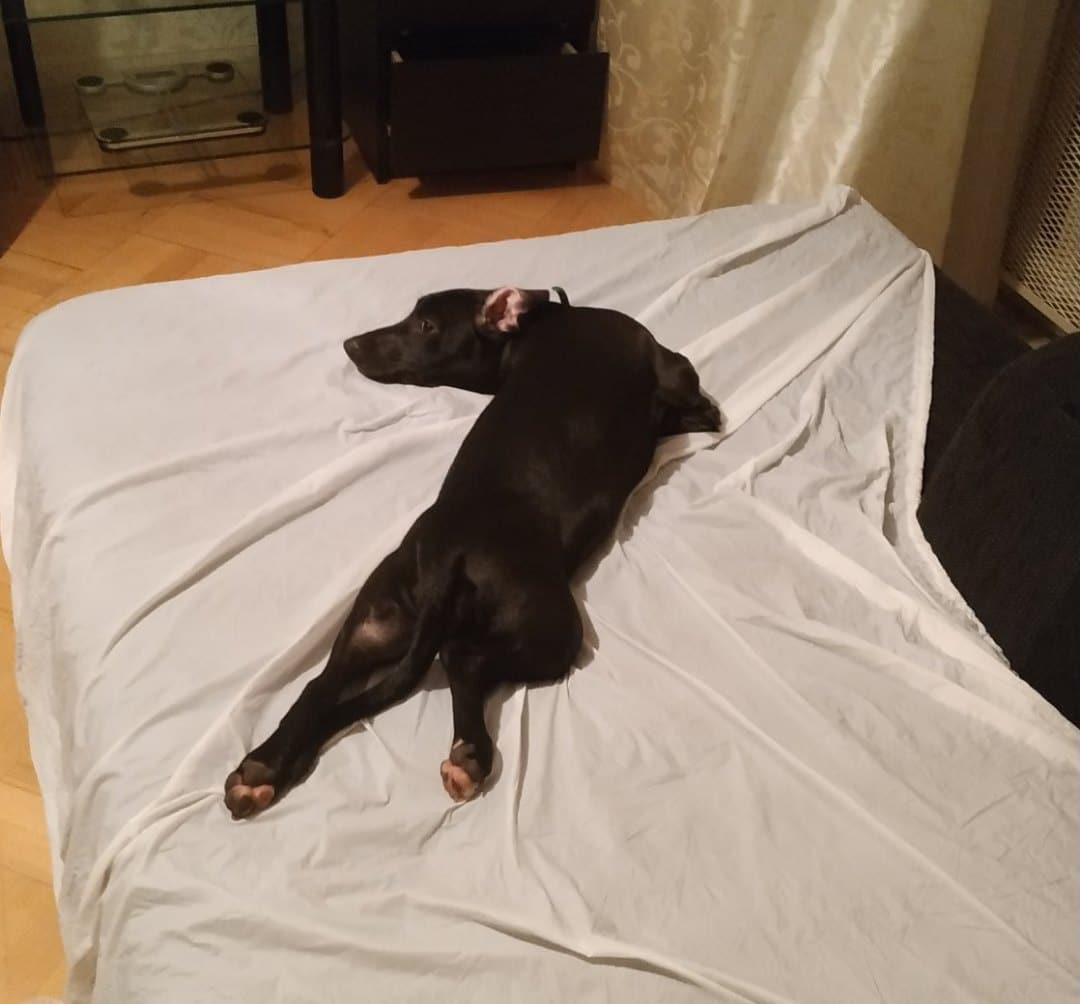собака на кровати