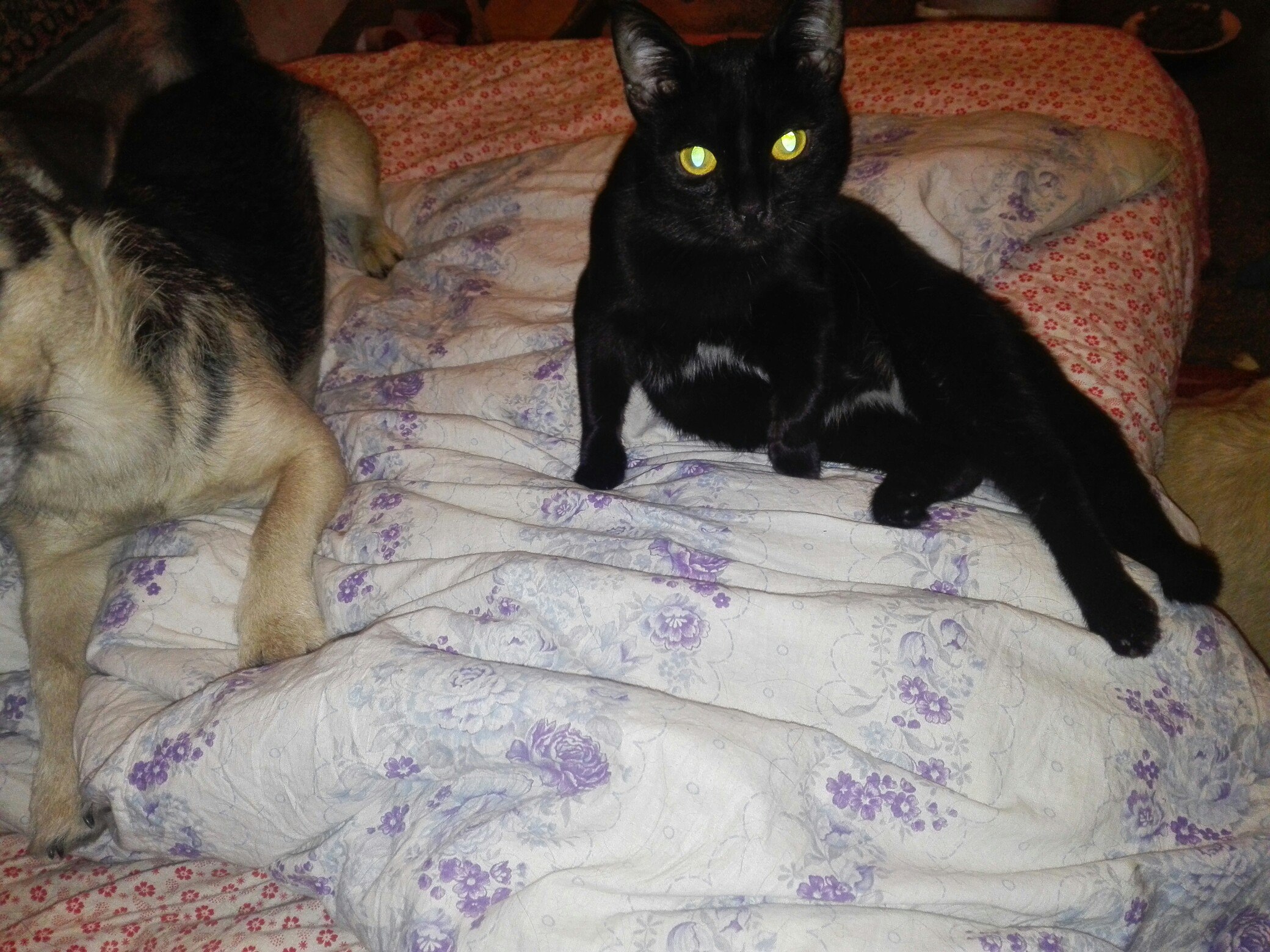 кот и собака на кровати