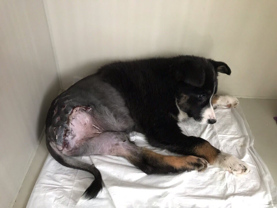щенок после операции