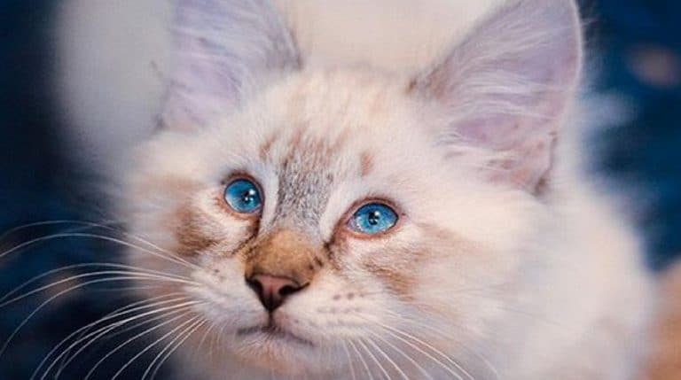 blue-eyed kitten