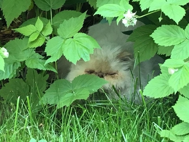 Кошка в кустах