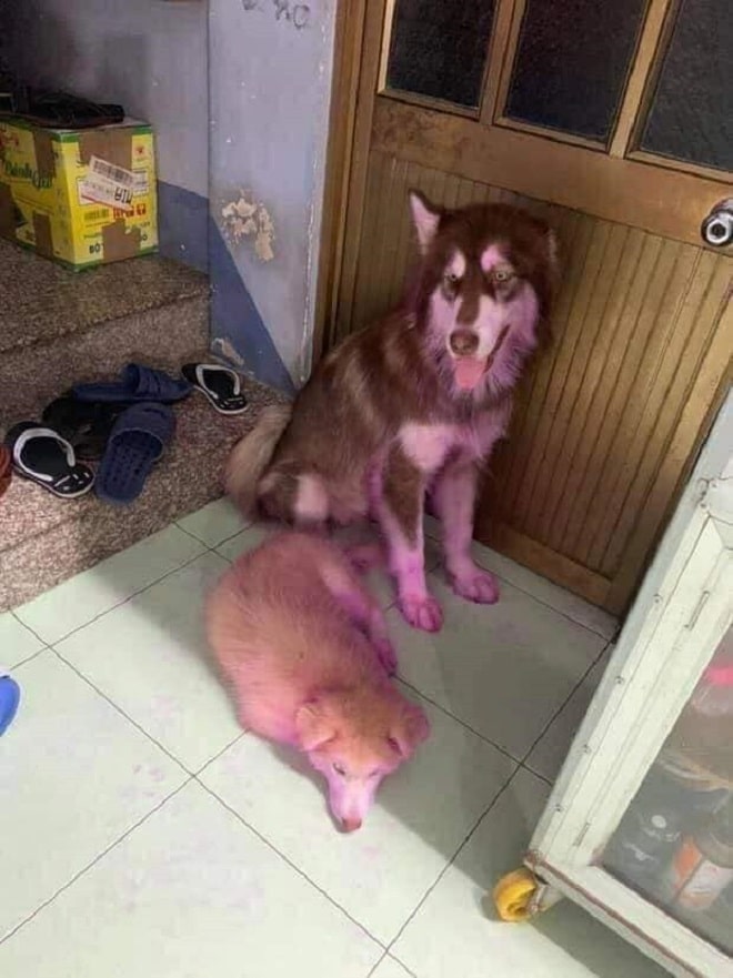 Пурпурные собаки
