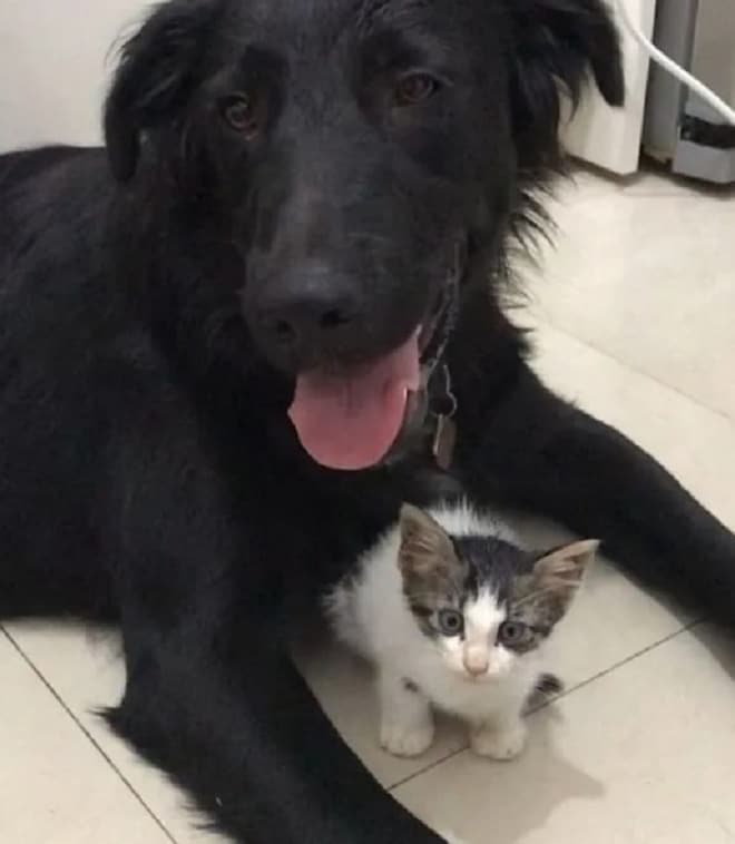 Собака и котенок 