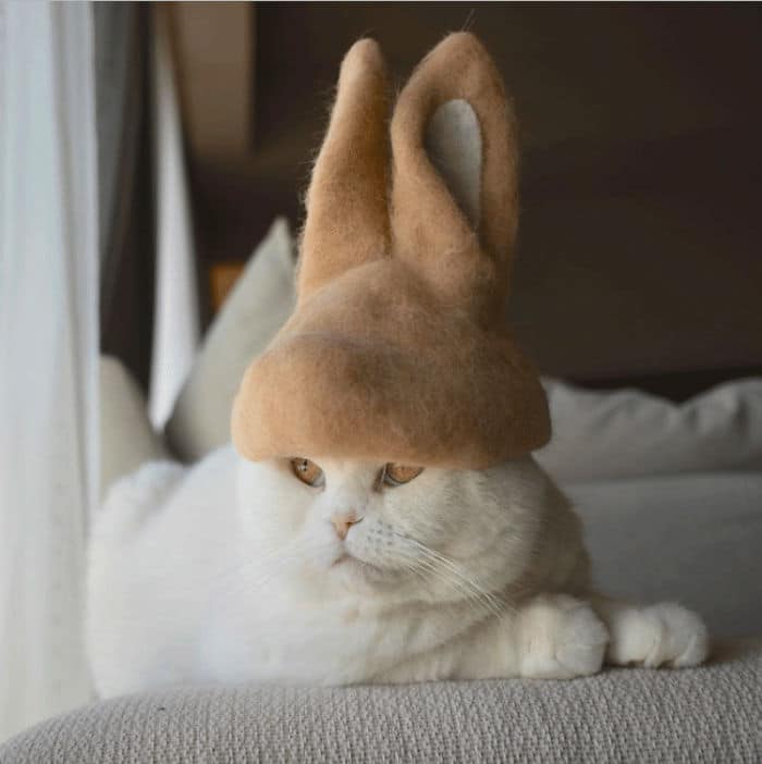кот в шляпе