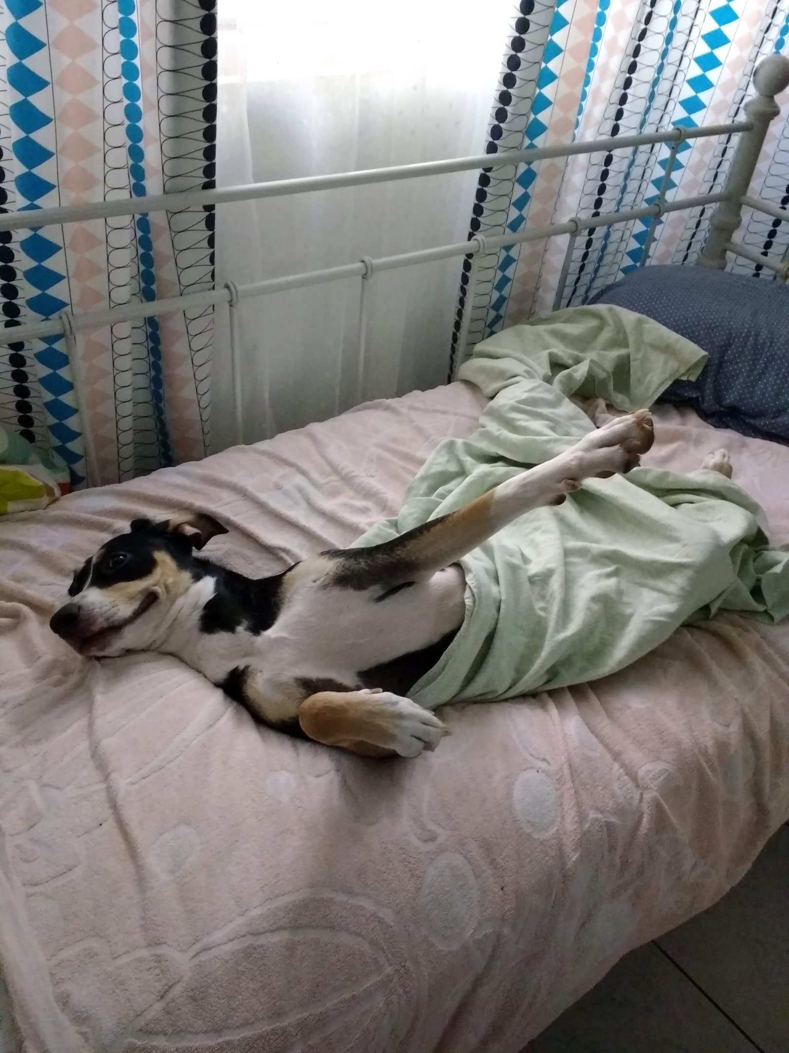 собака в кровати