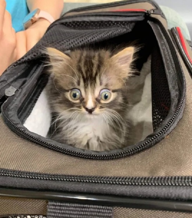 Котенок в сумке
