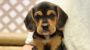 little beagle